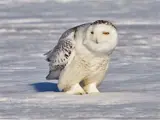 Picture of a Snowy Owl