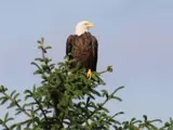 Eagle in Tree