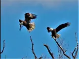 Picture of Pair of Eagles in Flight