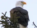 Picture of an Eagle