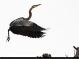 Heron in Flight