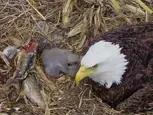Picture of Eagle and Eaglets in Nest