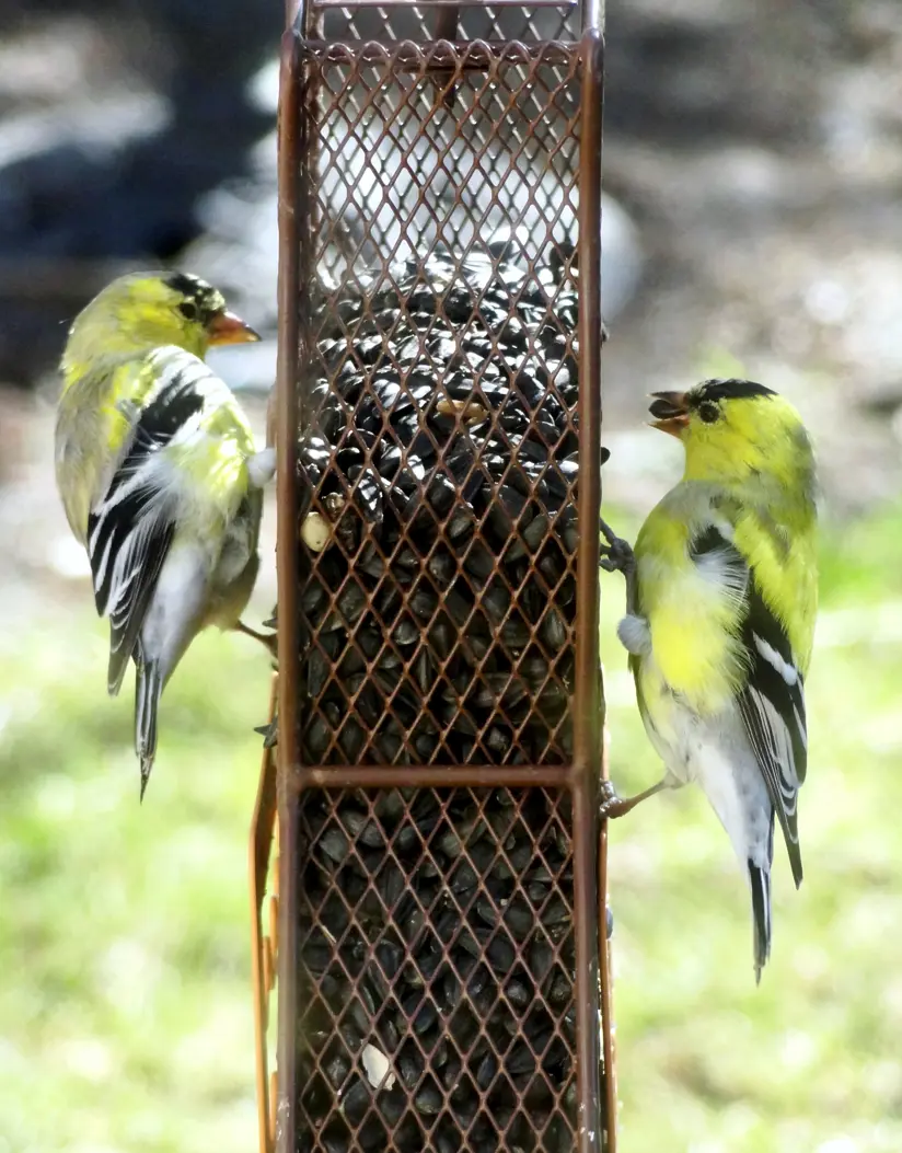 Picture of Gold Finches on Feeder