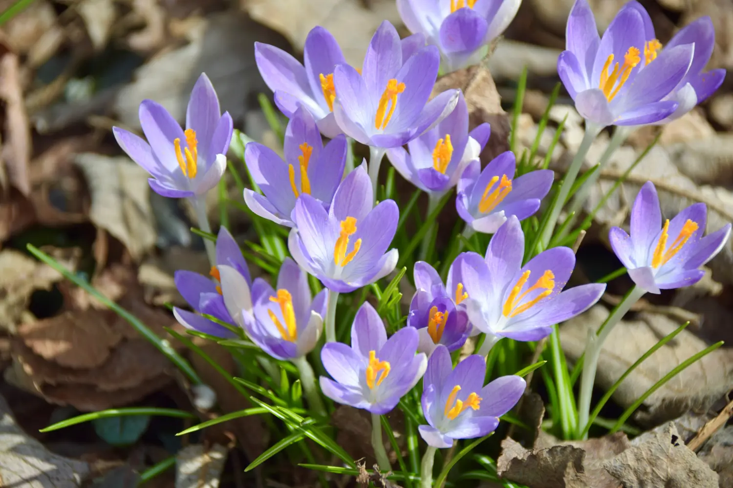 Crocuses in Bloom