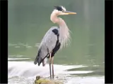Heron on Rock