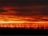 Sunset and Corn