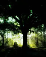 Tree and Chair