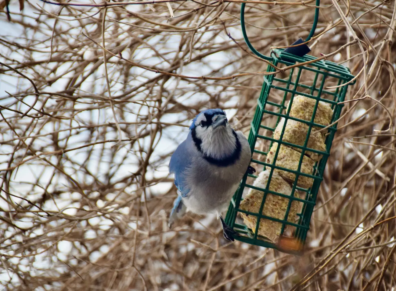 Picture of Blue Jay on Feeder