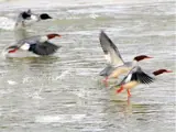 Picture of Ducks Swimming in a Lake