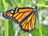 Monarch Butterfly