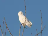 Snowy Owl in Tree