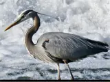 Heron