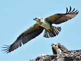 Pair of Hawks