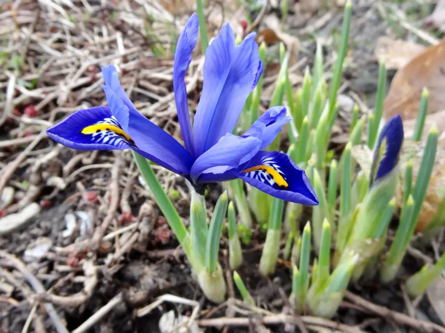 Picture of Spring Flower in Bloom