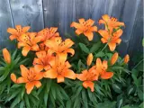 Orange Lilies