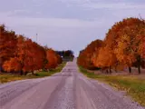 Road to Fall