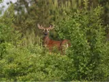 Deer in Bush